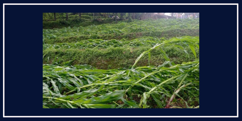 घोगा लाग्ने बेलाका मकैमा हावाहुरी र वर्षाले क्षति